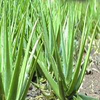 Aloe vera Nedir? Nerde Yetişir? Faydaları Nelerdir? Sohbet Burada